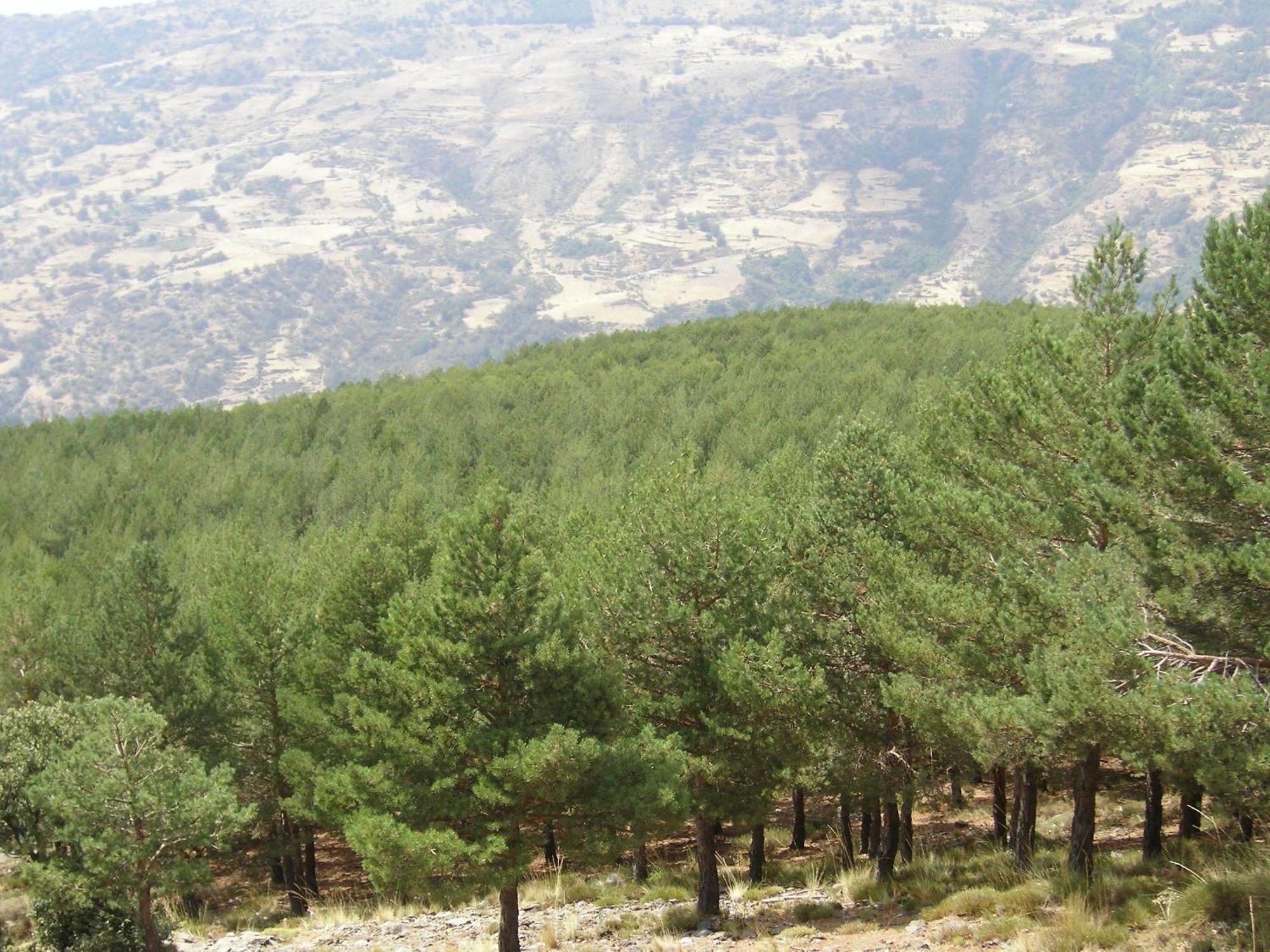 Appartamento Rurales Poqueira Capileira